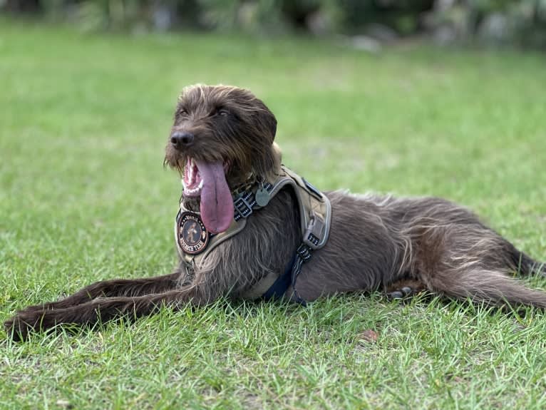 Hattie, a Pudelpointer tested with EmbarkVet.com