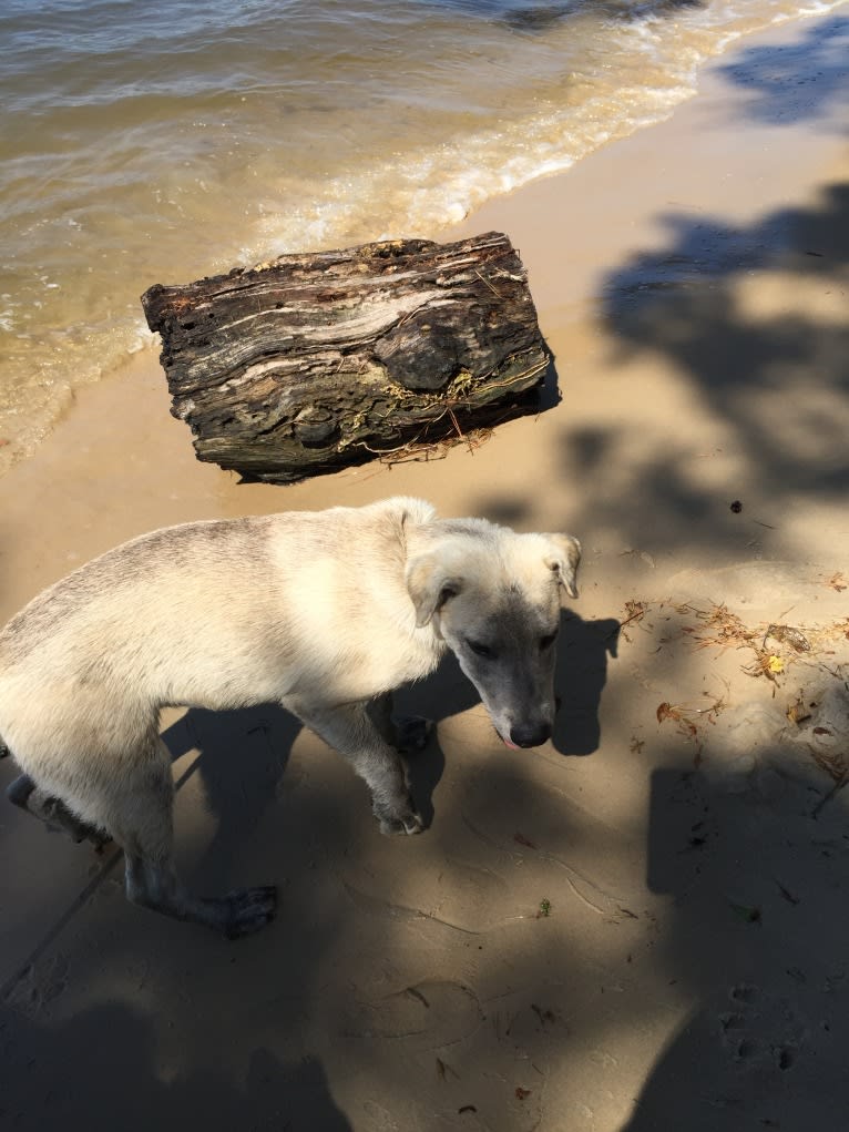 Acrux a dog tested with EmbarkVet.com