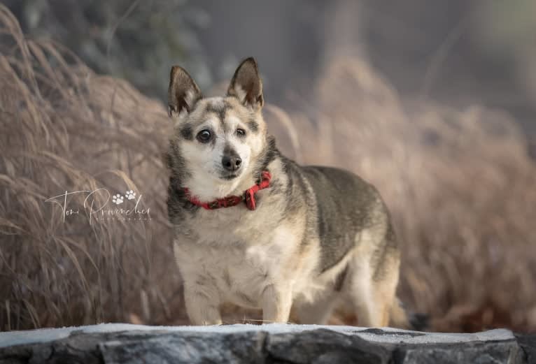 Midge, a Chihuahua and Australian Shepherd mix tested with EmbarkVet.com