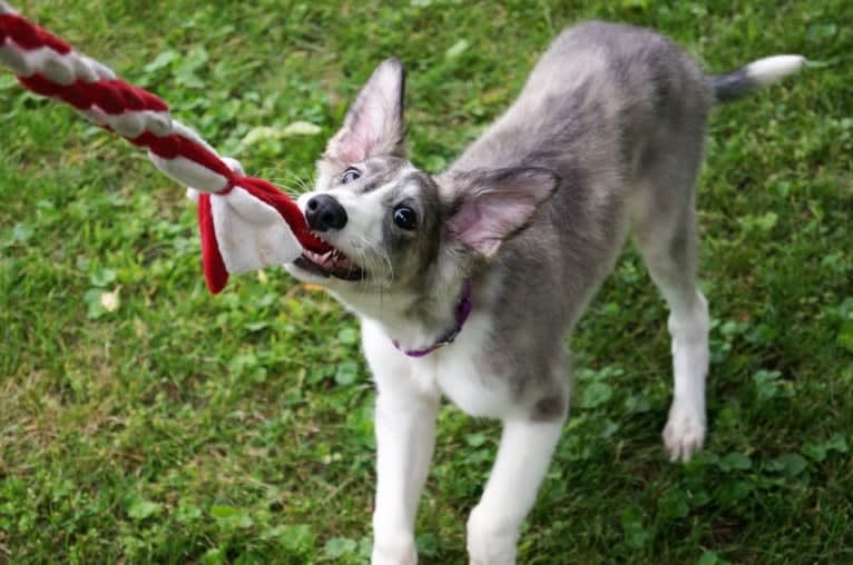 Twig, a Silken Windhound tested with EmbarkVet.com