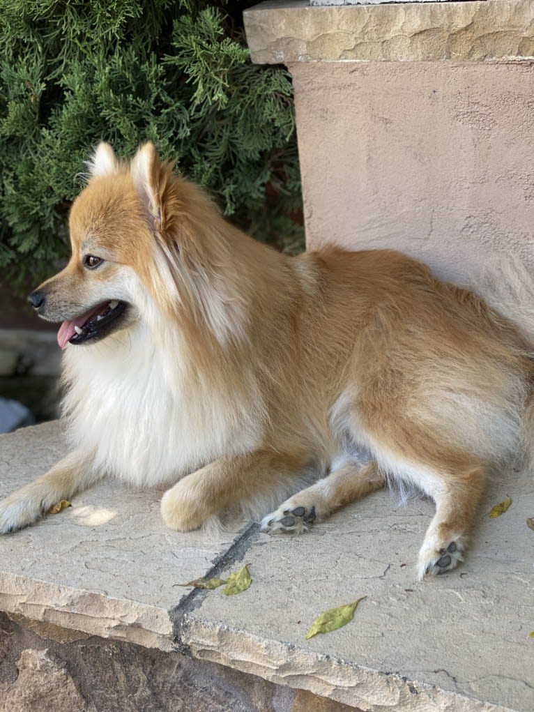 Tucker, a Pomeranian tested with EmbarkVet.com