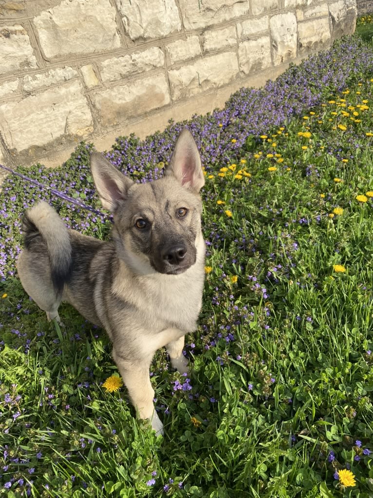 Ferngully, a Swedish Vallhund tested with EmbarkVet.com