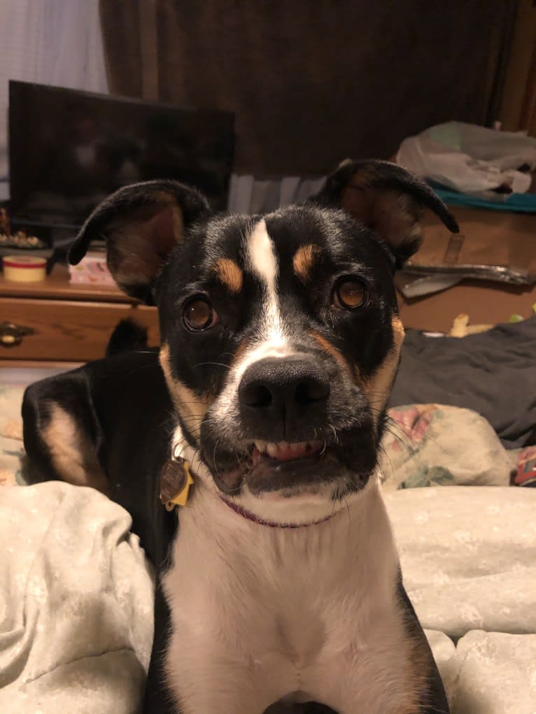 Shelby, a Boxer and Border Collie mix tested with EmbarkVet.com