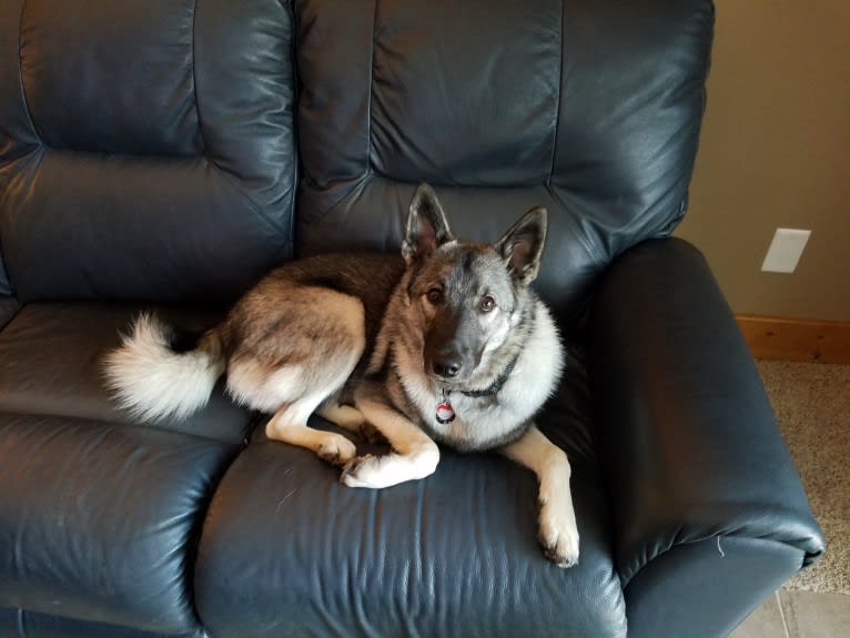 Buck, a Norwegian Elkhound tested with EmbarkVet.com