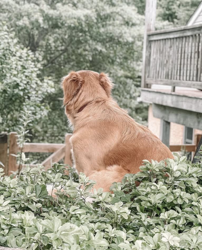 Marley, a Golden Retriever tested with EmbarkVet.com