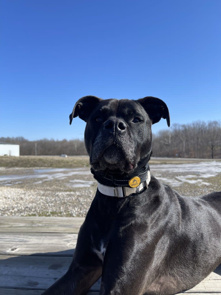 Zhala, a Cane Corso and American Pit Bull Terrier mix tested with EmbarkVet.com