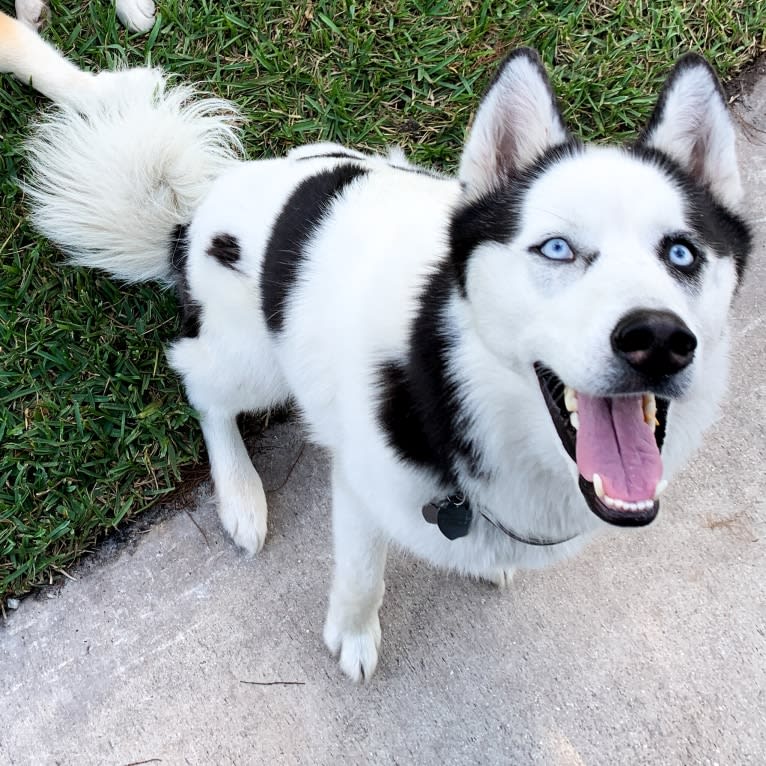 Pirate, a Siberian Husky tested with EmbarkVet.com