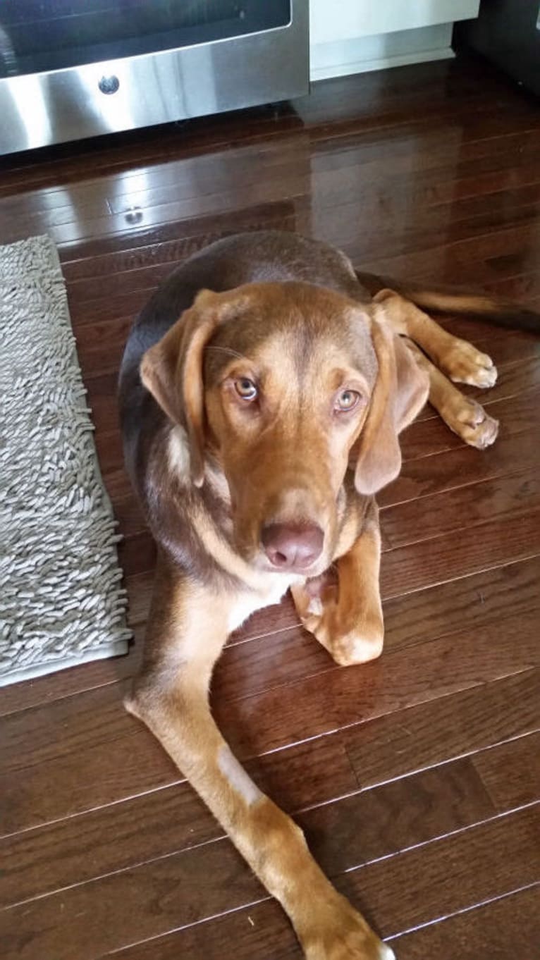 Copper, a Bloodhound and Labrador Retriever mix tested with EmbarkVet.com