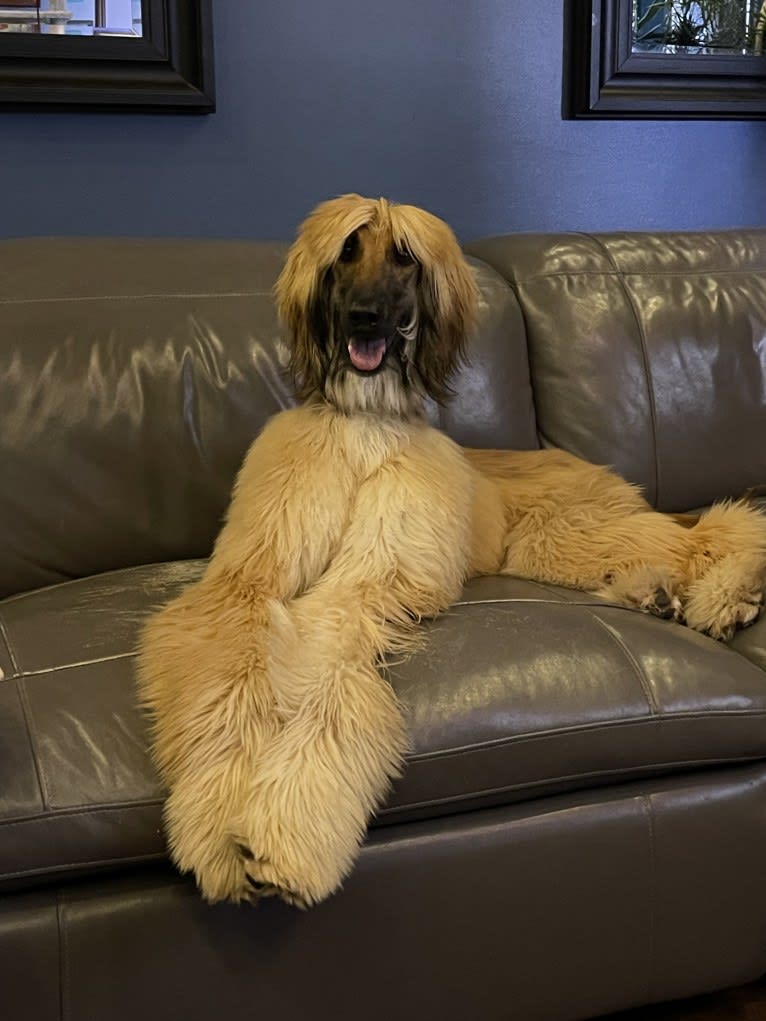 Kominek’s Grover (J.R.), an Afghan Hound tested with EmbarkVet.com