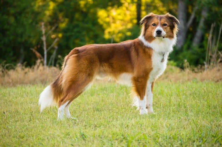 Mac, an English Shepherd tested with EmbarkVet.com