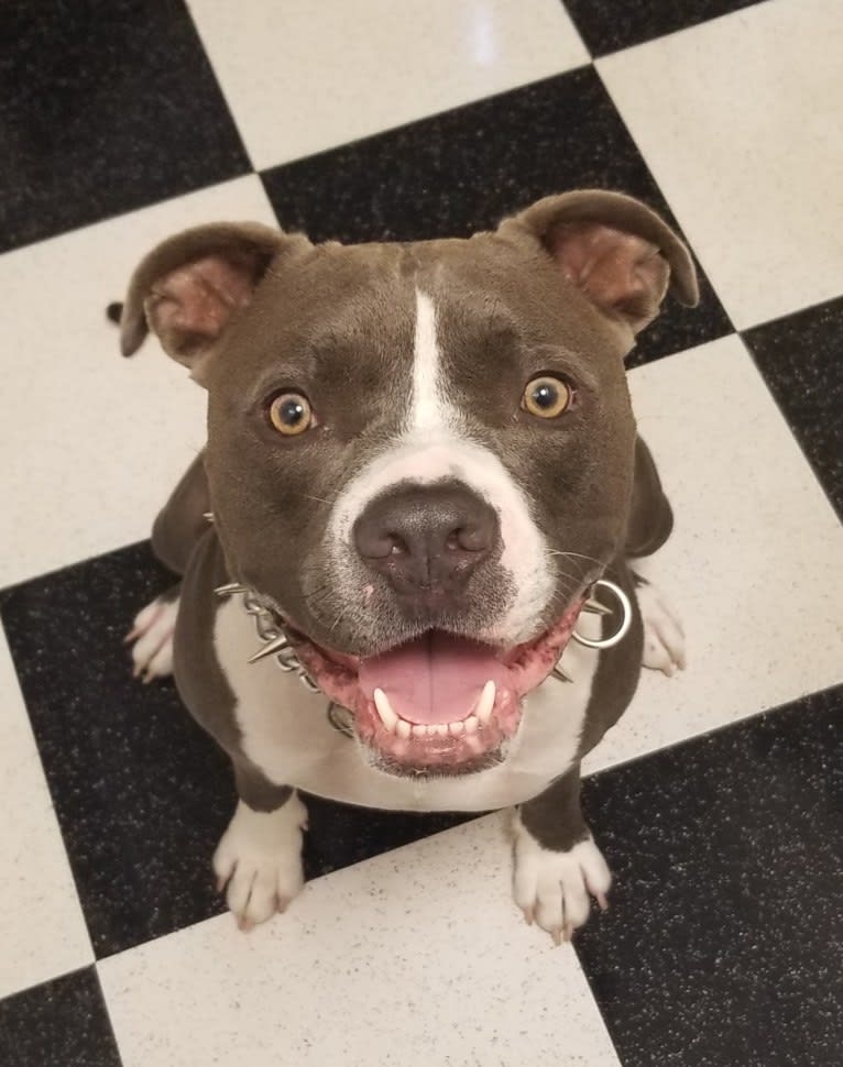 MaSiWei, an American Bully tested with EmbarkVet.com