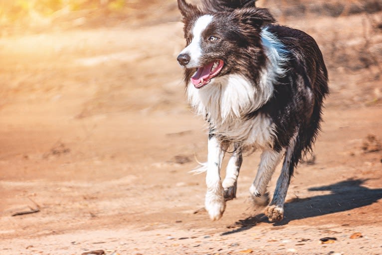 Koda, a Border Collie tested with EmbarkVet.com