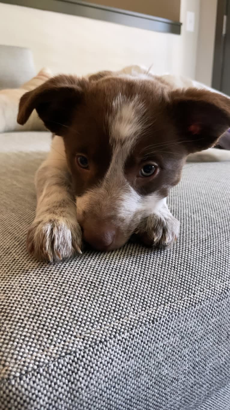 Darla, an Australian Cattle Dog and Border Collie mix tested with EmbarkVet.com