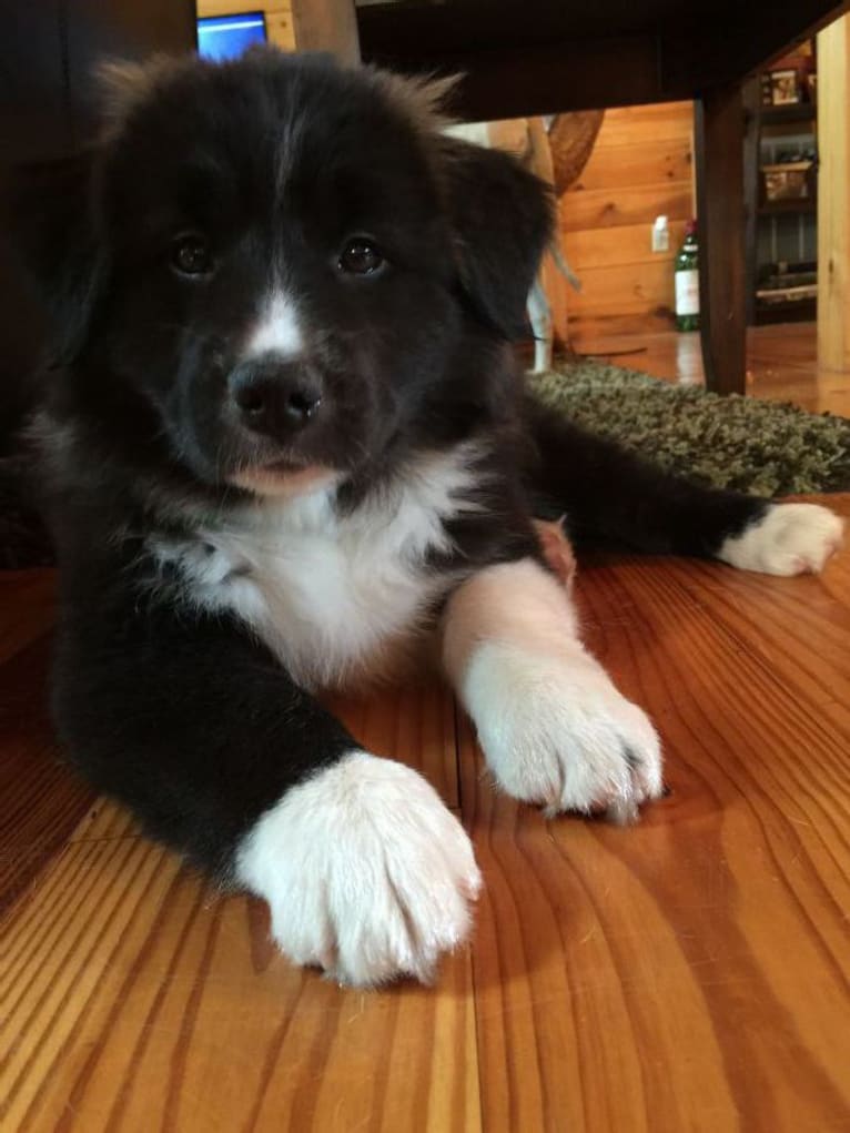 Bear, a Border Collie and Great Pyrenees mix tested with EmbarkVet.com