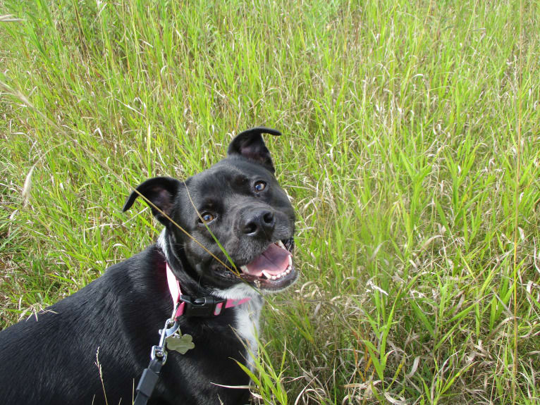 Shey, a German Shepherd Dog and American Pit Bull Terrier mix tested with EmbarkVet.com
