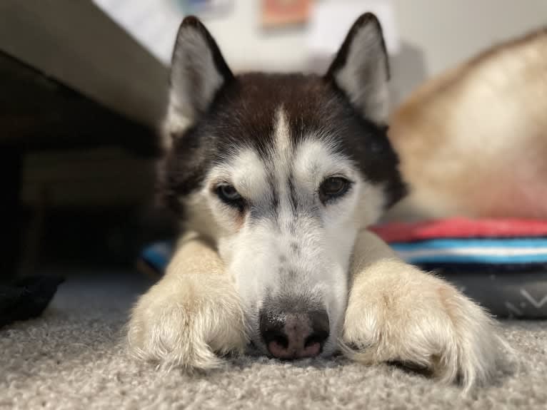 Loki, a Siberian Husky tested with EmbarkVet.com