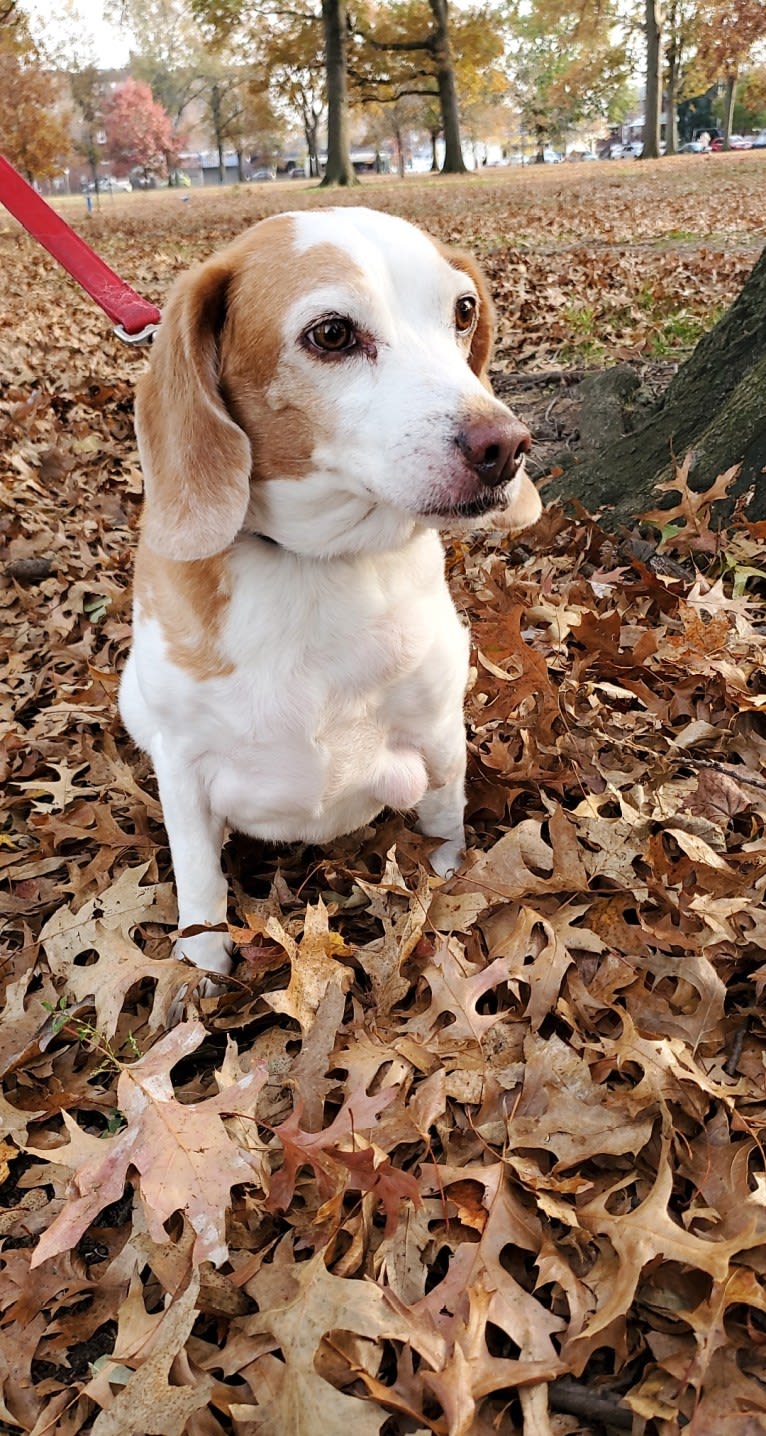 Tucker, a Beagle tested with EmbarkVet.com