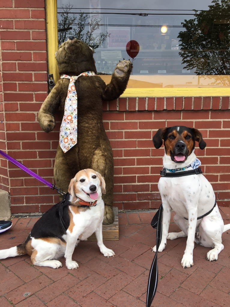 Zoey, a Beagle and Rat Terrier mix tested with EmbarkVet.com