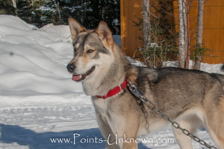 Nukka, an Alaskan-type Husky tested with EmbarkVet.com