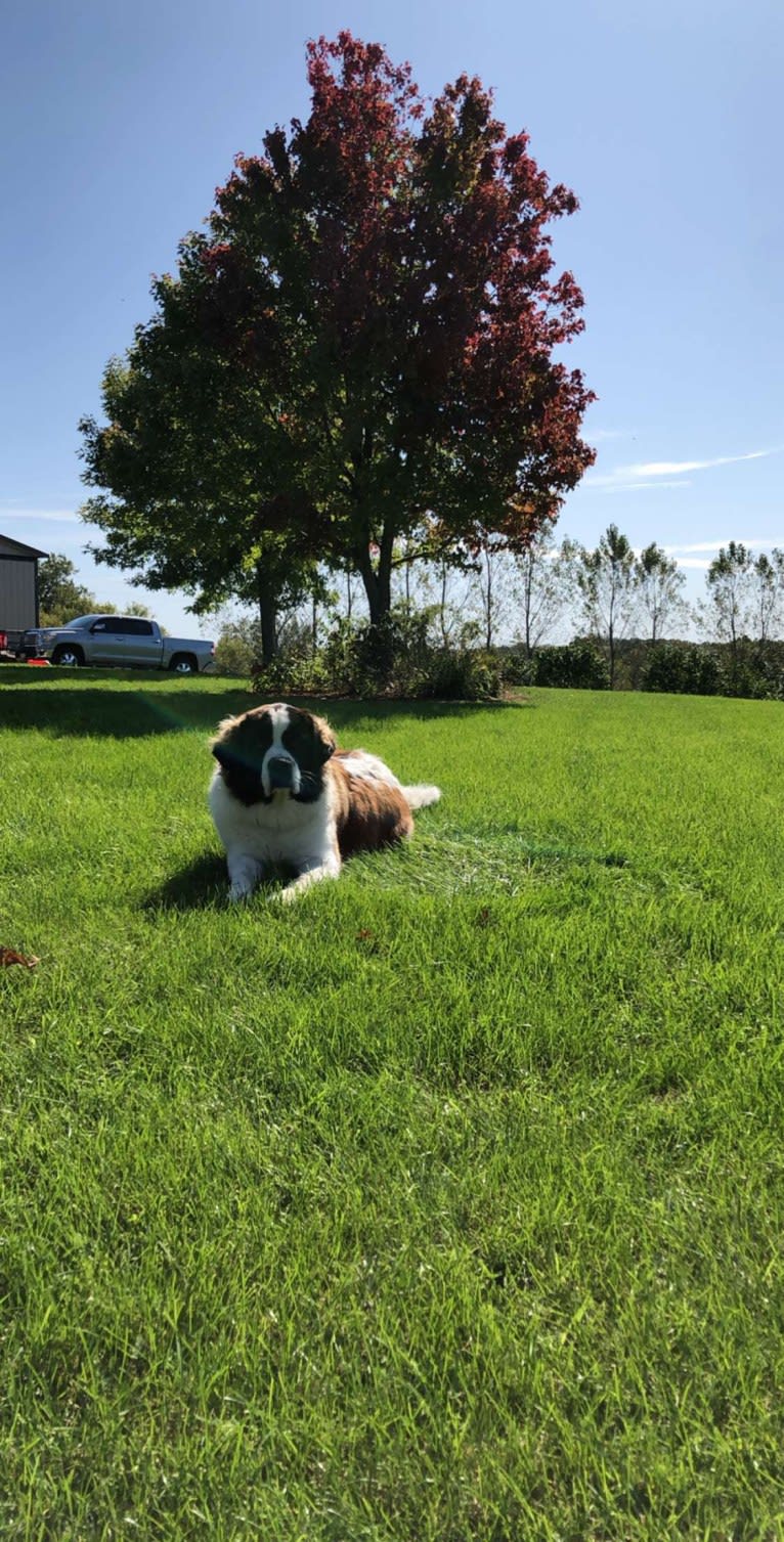 Sadie, a Saint Bernard tested with EmbarkVet.com