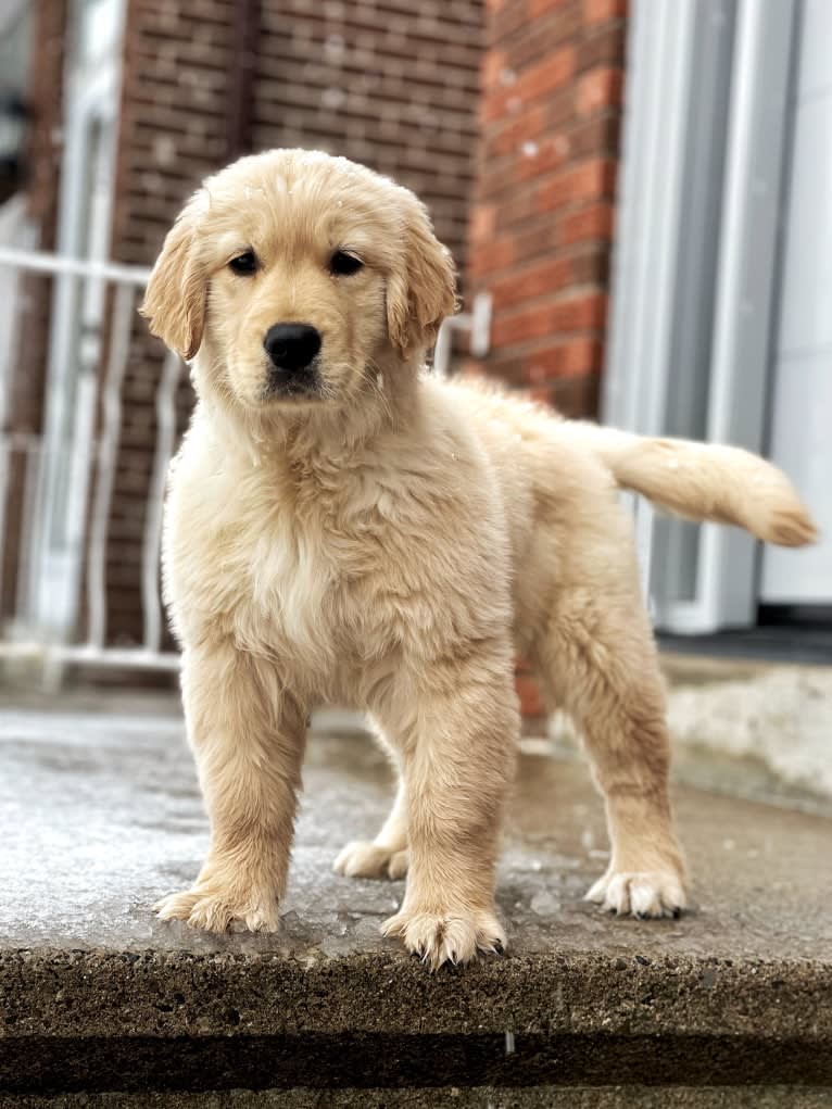Alita, a Golden Retriever tested with EmbarkVet.com