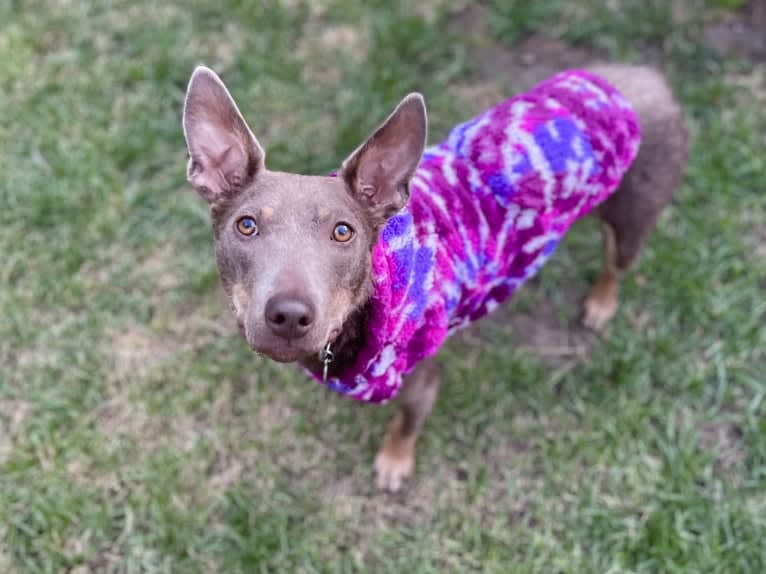 Nora, an Australian Kelpie tested with EmbarkVet.com