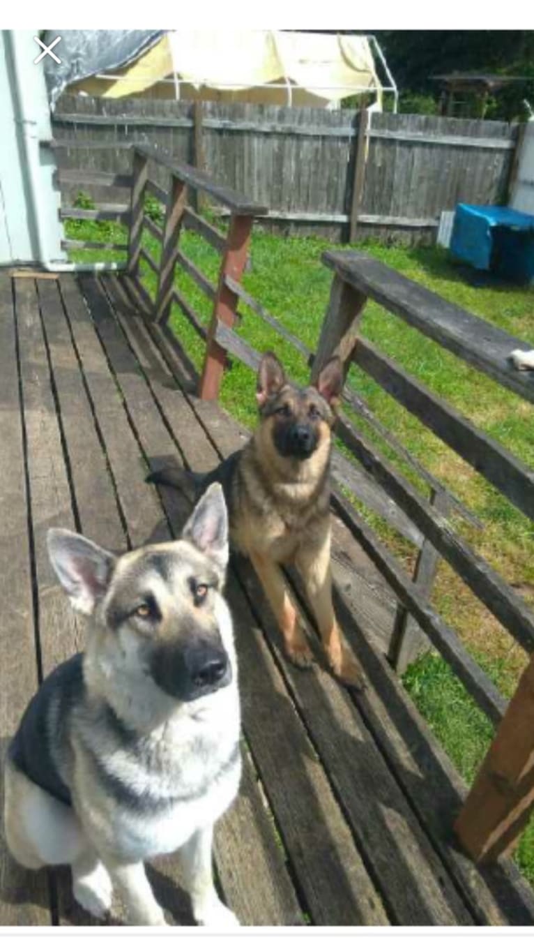 Thunder, a German Shepherd Dog tested with EmbarkVet.com