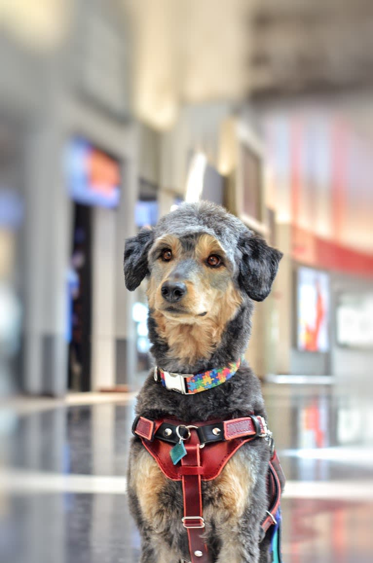 Hayley, an Aussiedoodle tested with EmbarkVet.com