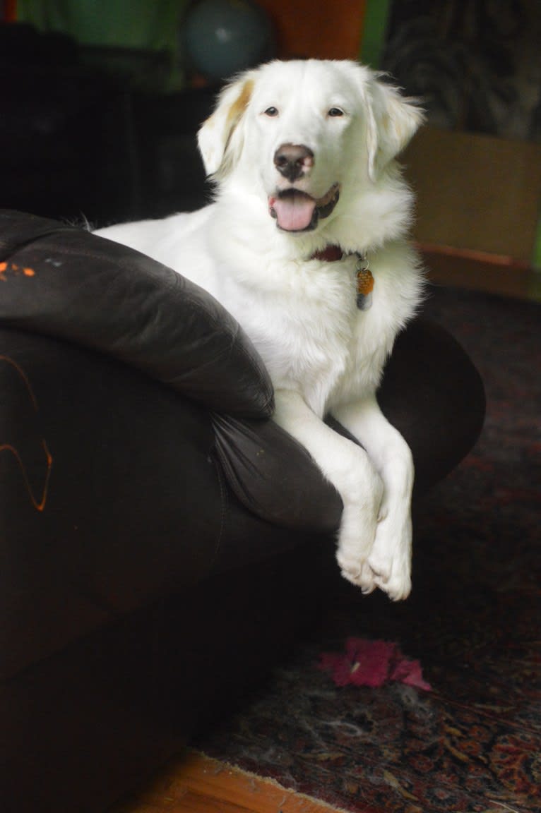 casper, a Great Pyrenees and Labrador Retriever mix tested with EmbarkVet.com