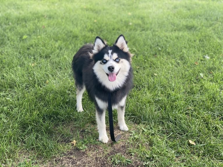 Bucky, a Pomsky tested with EmbarkVet.com