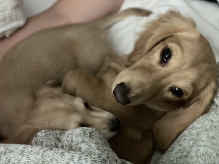 Oliver (Ollie) von Frederick, a Dachshund tested with EmbarkVet.com