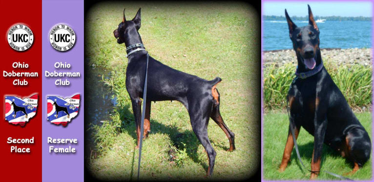 Thrill, a Doberman Pinscher tested with EmbarkVet.com