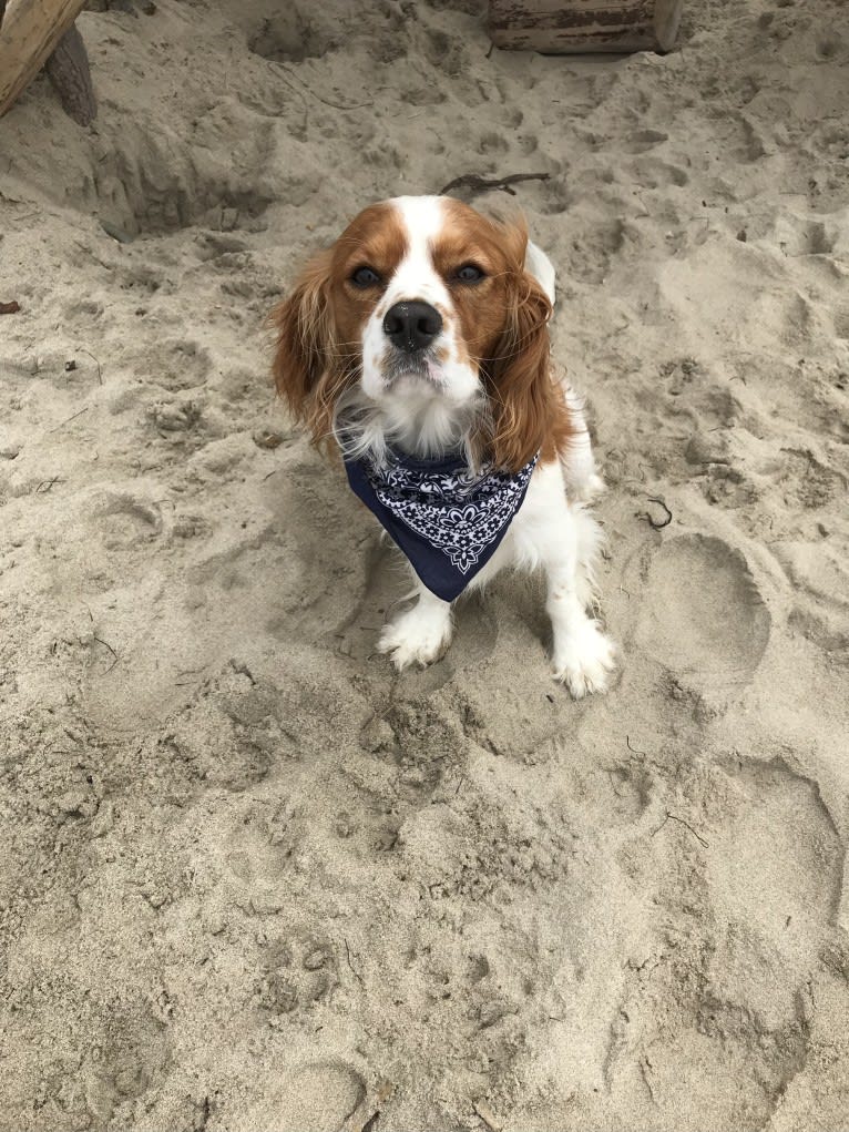 Henry, a Cavalier King Charles Spaniel tested with EmbarkVet.com