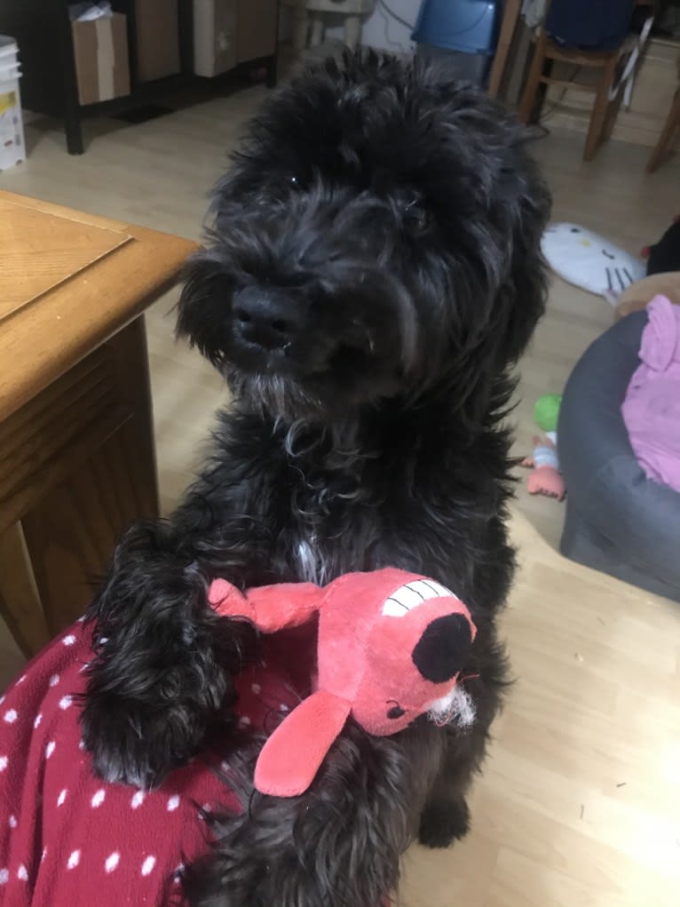 Maxwell (Supaypawawa), a Miniature Schnauzer and Silky Terrier mix tested with EmbarkVet.com