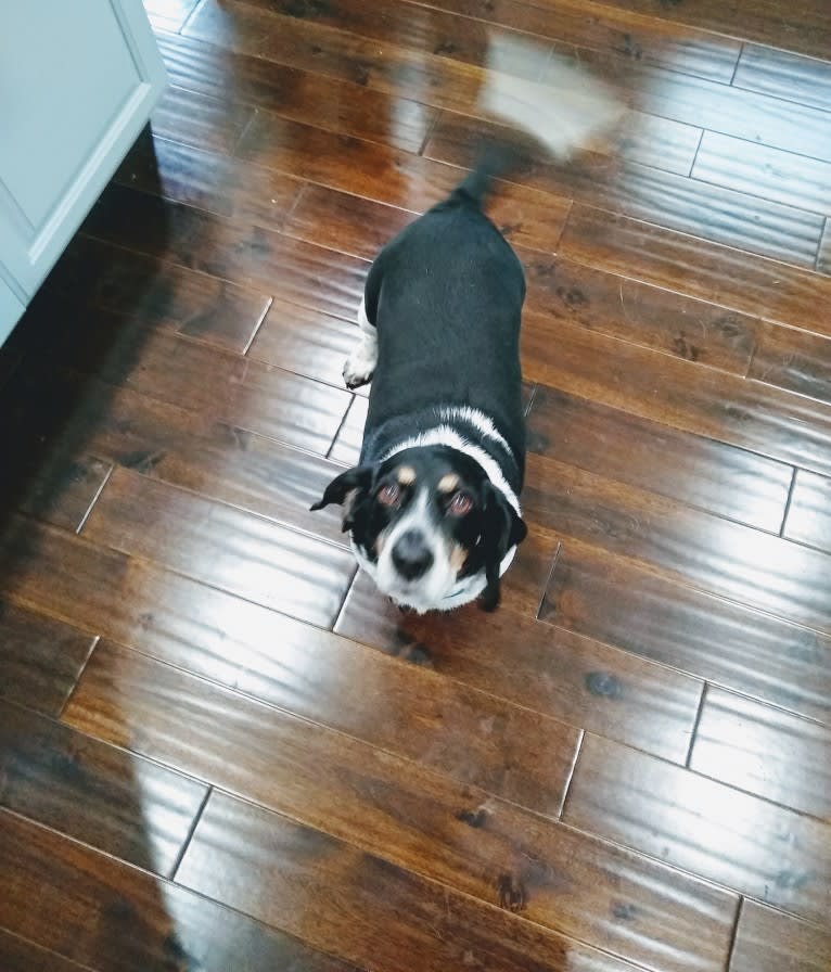 Donnie, a Beagle tested with EmbarkVet.com