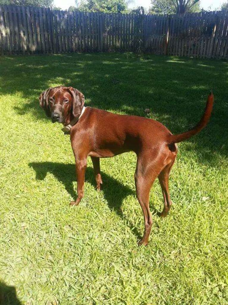 Daisy, a Redbone Coonhound tested with EmbarkVet.com