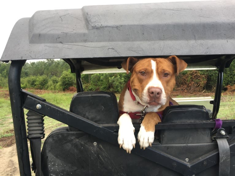 Buddy, an American Pit Bull Terrier and American Bulldog mix tested with EmbarkVet.com