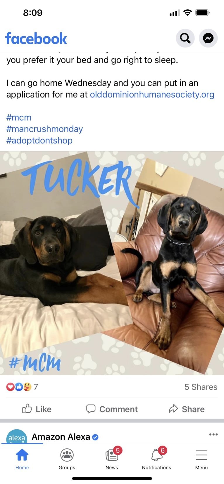 Tucker, a Rottweiler and Black and Tan Coonhound mix tested with EmbarkVet.com
