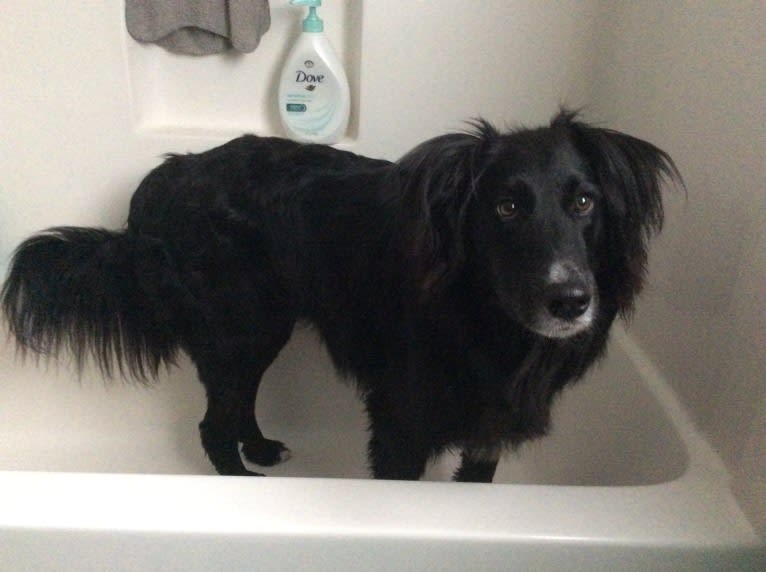 Zane, a Shetland Sheepdog and Labrador Retriever mix tested with EmbarkVet.com