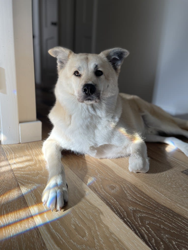 Sunny, a Japanese or Korean Village Dog tested with EmbarkVet.com