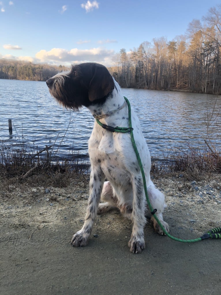 Cypress, a German Wirehaired Pointer tested with EmbarkVet.com