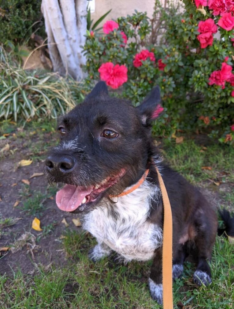 Bella, a Poodle (Small) and American Bully mix tested with EmbarkVet.com