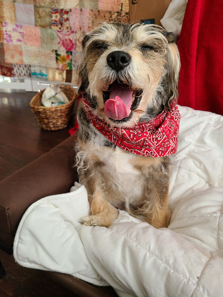 Iggy Pup, a Cavalier King Charles Spaniel and Miniature Schnauzer mix tested with EmbarkVet.com