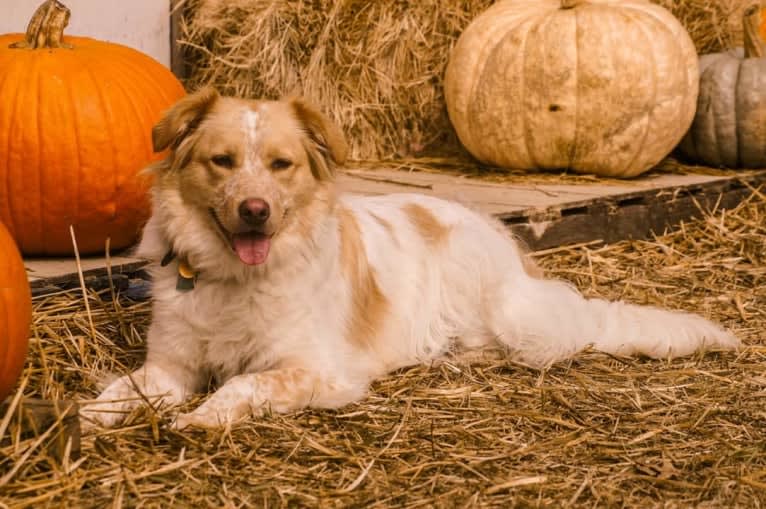 Wendy, a Great Pyrenees and American Pit Bull Terrier mix tested with EmbarkVet.com