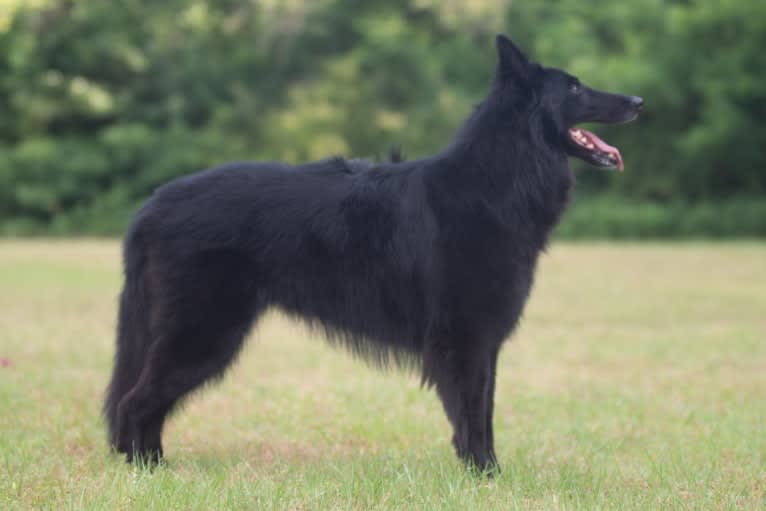 Spitfire's Quizzical Quest "Finch", a Belgian Shepherd tested with EmbarkVet.com