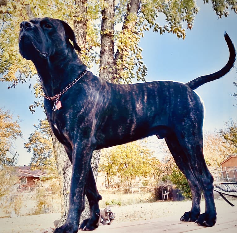 MoJoJoJo, a Mastiff and Boxer mix tested with EmbarkVet.com