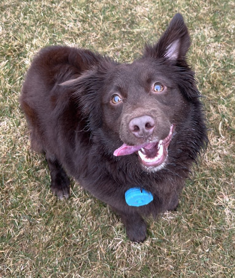 Snickers, an Australian Shepherd tested with EmbarkVet.com