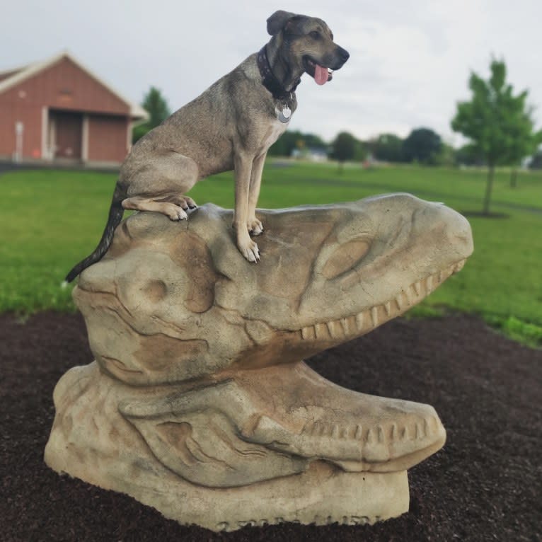 Kaya Rose, a Great Dane and Labrador Retriever mix tested with EmbarkVet.com