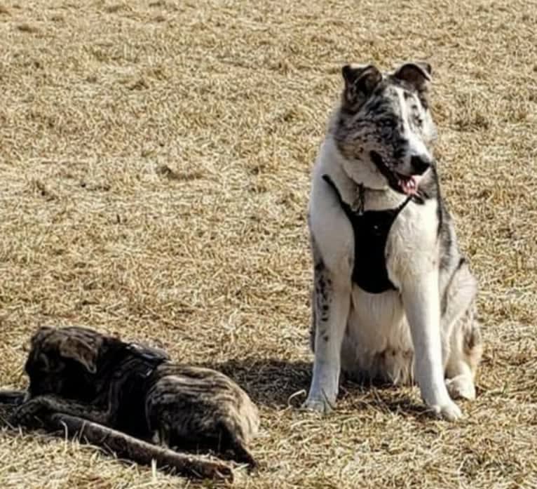 Deja Blue, a Collie and Siberian Husky mix tested with EmbarkVet.com