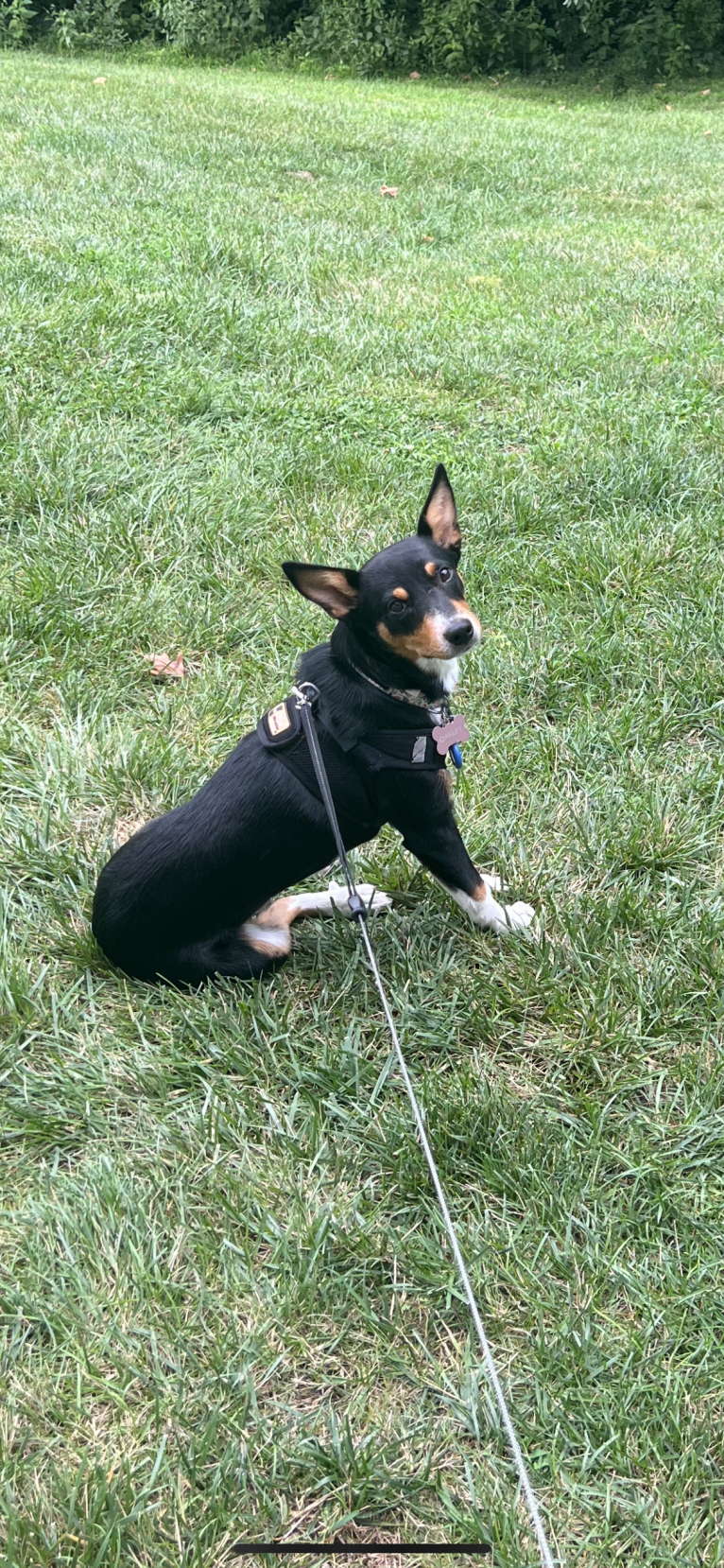 Oakley, an Australian Cattle Dog and Pembroke Welsh Corgi mix tested with EmbarkVet.com